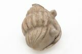 Rare, Enrolled Asaphus Ingrianus Trilobite - Russia #200400-2